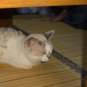 テンとナナが行方不明（猫）のサムネイル