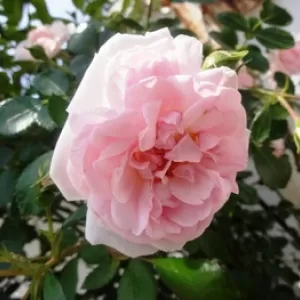 また冷え込み始めた熊本では満開の薔薇が咲いております♪のサムネイル