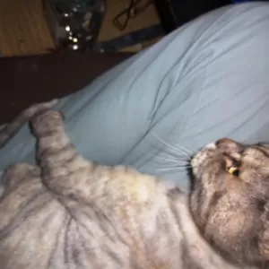 花（猫）ちゃん・・おみーて（重いよ）のサムネイル
