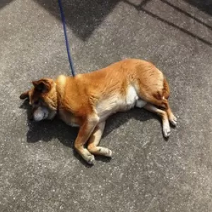 癒しのワンちゃん（犬）現場に行くのが楽しみな今日この頃♪のサムネイル
