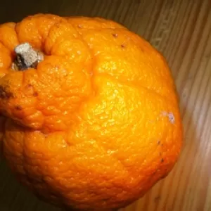 デコポン食べて仕事行きましょ♪のサムネイル