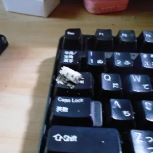 PC作業夢中になってたら・。・キーボードにあららのらのサムネイル