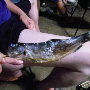 BBQの魚はきちんと焼きましょう♪のサムネイル