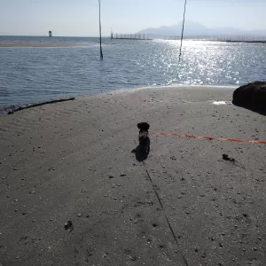 看板犬ラテ初めての海へのサムネイル