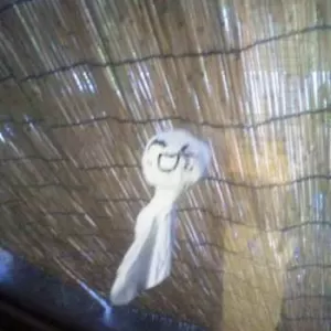 てるてる坊主のサムネイル