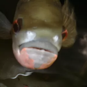 酔っ払いました・・・・・のサムネイル