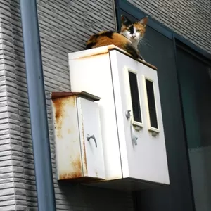 仕事中に現れる猫に癒される♪～塗装現場調査～のサムネイル
