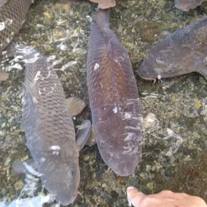 ～くまもと水の迎賓館～お手水の森（旧柿原養鱒場）のサムネイル