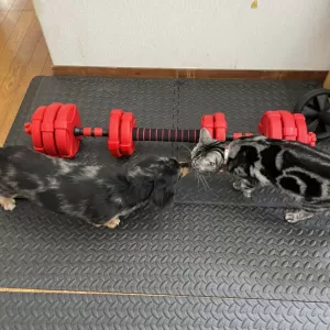仲いいなぁ～犬と猫のサムネイル
