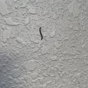 これはなんの虫だろう？のサムネイル