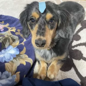 キョトン顔の看板犬ラテのサムネイル