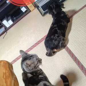 ワンちゃんニャンコちゃんヒーター順番待ちです。追い越し駄目よのサムネイル