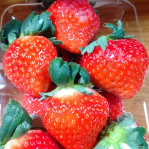 苺美味しゅうございました。癖になりそう🎵のサムネイル