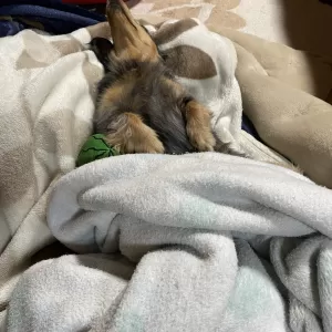 ラテ爆睡中のサムネイル