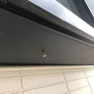 最近ハチが多いので注意Σ(ﾟﾛﾟ;)暑い中今日も作業頑張りました！！のサムネイル