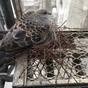 足場に鳩発見！！ビックリしましたー(；・∀・)のサムネイル