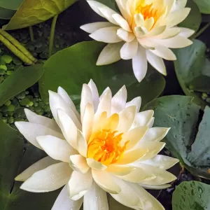 おはよう睡蓮花🌸綺麗だよぉ～のサムネイル