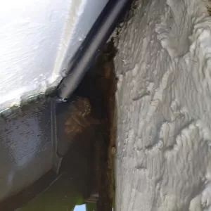 脱走した亀が別の池に潜んでた😲/玉名市に雨漏れ調査にGOのサムネイル