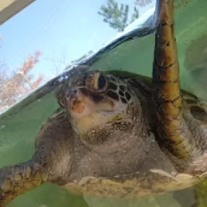 天草パールガーデン& 海中水族館シードーナツのサムネイル