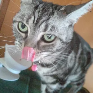 猫ちゃん脱出後捕獲！ゴミだらけだぜ　笑のサムネイル