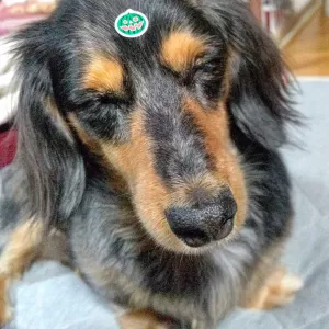 ハッピー！🎃ハロウィン！犬 🐕️のサムネイル