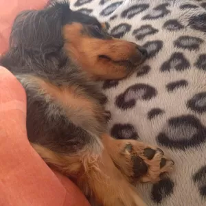 寒くなってきたから犬ちゃんベッドイン🎵のサムネイル
