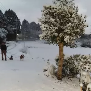 塩辛茶漬けからの朝から雪がチラホラな熊本市でした。のサムネイル