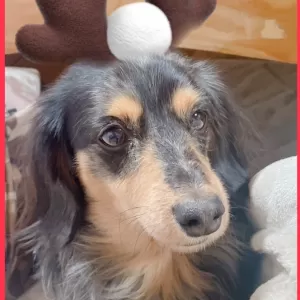 クリスマスが終わるともう正月だー(^^♪のサムネイル