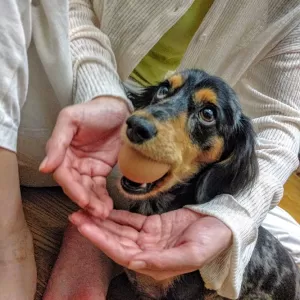 ピッコロ犬🐶なかなか割れませんぞっ！のサムネイル