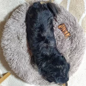 🐶犬ちゃん寒くてモフモフに埋もれてるぞ😀のサムネイル