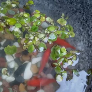 金魚　最強寒波乗り越えた　🐡　塗装養生スパートかけまするのサムネイル