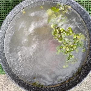 最強寒波　金魚鉢凍る🐡　復活してはいよぉっ！のサムネイル