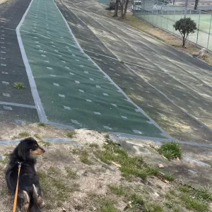 坪井川緑地公園のサムネイル
