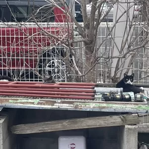 事務所裏に・・・🐈のサムネイル