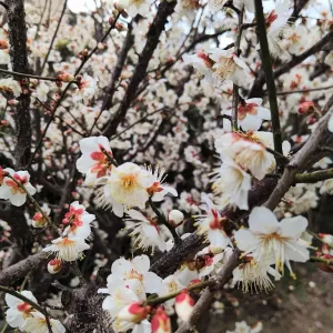 ローライダー大好き塗装屋弟子日記　🌸梅もきれいに咲いてる季節🌸のサムネイル