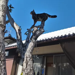 猫の日🐈のサムネイル