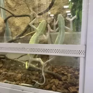 ホームセンターにて可愛いやつ発見👀！のサムネイル