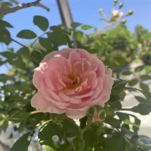 毎年恒例のサムネイル