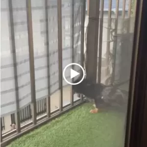 朝っぱらから猫のＨＥＬＰのサムネイル