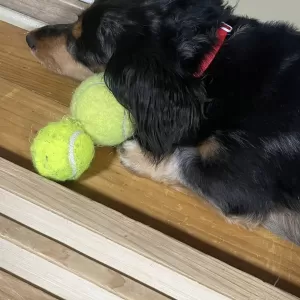 動物たちに癒される日々のサムネイル