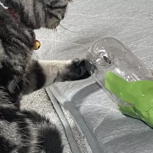 変な虫のサムネイル