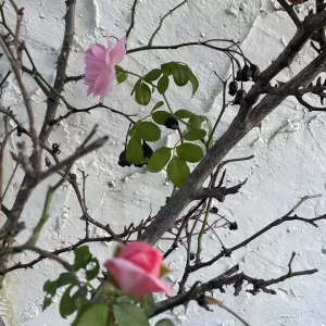 がんばる薔薇のサムネイル