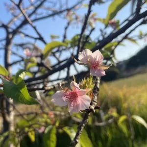 季節外れの・・・のサムネイル