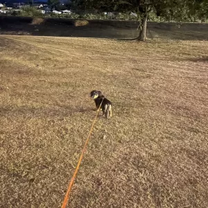 夜の散歩が怖い犬のサムネイル