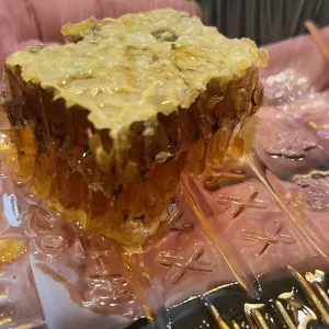日本ミツバチ🐝のサムネイル