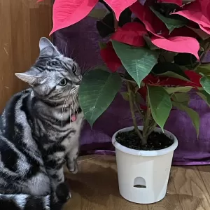 ポインセチアと猫のサムネイル