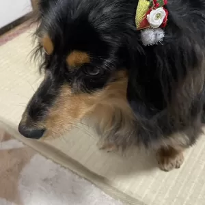 クリスマス仕様～のサムネイル