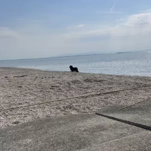 休日はラテと散歩のサムネイル