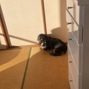 朝が冷え込んできた～のサムネイル