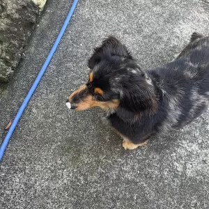 狂犬病ワクチンの季節のサムネイル
